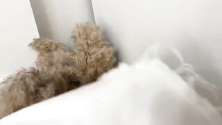 Guy sniffed panties and fucked curva in a wet pussy, showcasing raw passion