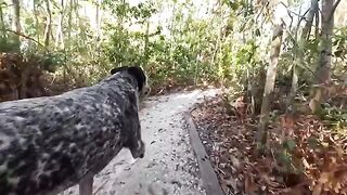 A man has sex with a girl with big boobs right in the Florida jungle